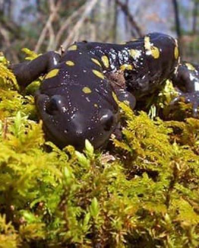 Spotted Salamander in moss