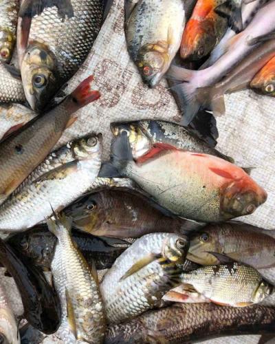 Fish catch diversity from the Amazon River