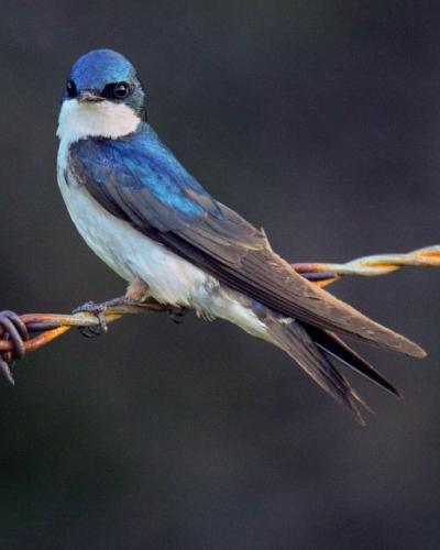 Tree Swallows by Cameron Rognan/Cornell Lab of Ornithology