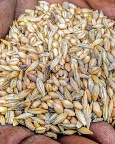 A mixture of ancient grains held in the palm of a hand by Alex McAlvay/New York Botanical Garden