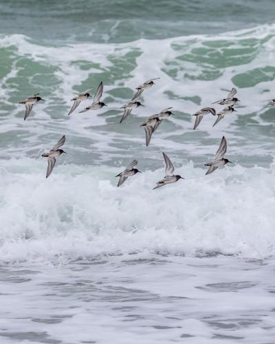 A flock of shorebirds in flight over crashing waves by Christine Bogdanowicz