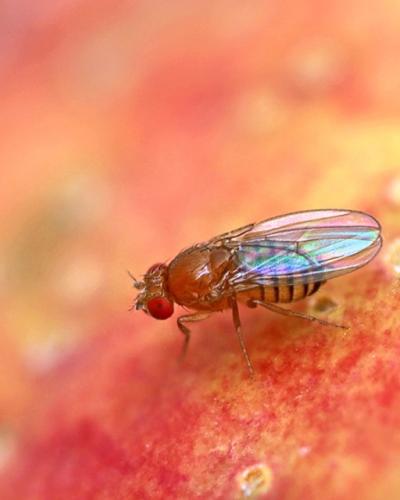 A fruit fly.