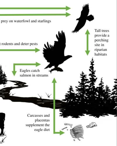 A graphical representation of Bald Eagle study from original published paper.