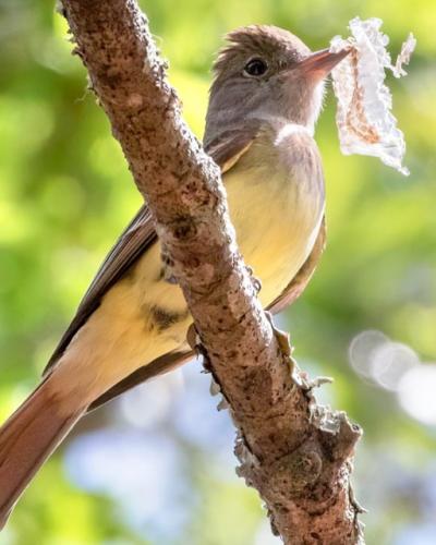 Flycatcher with snake skin Barbara Taylor/Macaulay Library for EEB website 2025