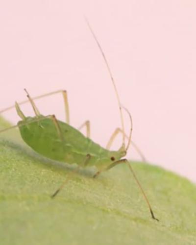 Aphid