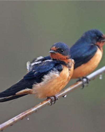 Two birds resting on a small branch