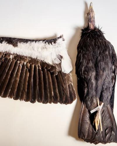 Bird wing and body