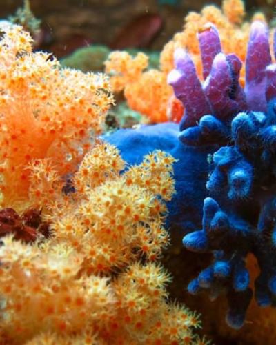 healthy and brightly colored coral underwater