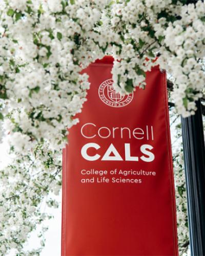 Cornell CALS banners on the Ag Quad. Credit: Anahita Verahrami 