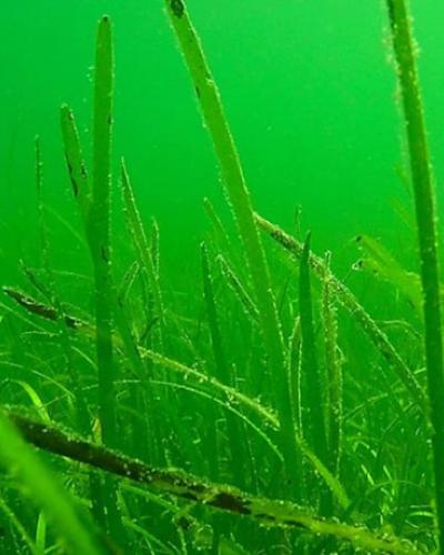 Eelgrass