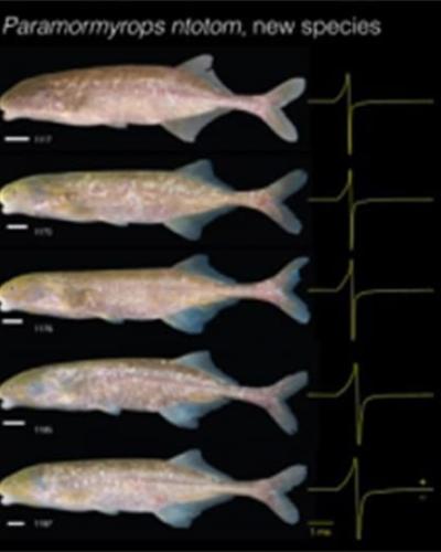 Electric Fish