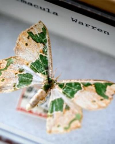 An preserved Emerald Embellished moth