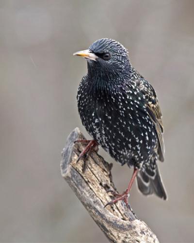 European Starling by Gary Mueller courtesy of the Cornell Lab of Ornithology.jpg