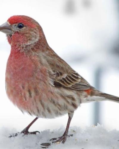 House finch in the snow
