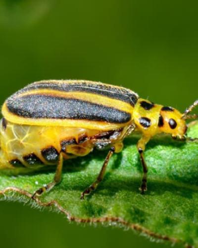 Adult goldenrod leaf beetle on a leaf