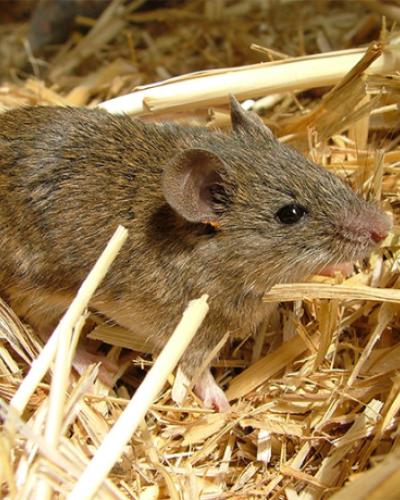 A house mouse in some straw by Sofia Gabriel