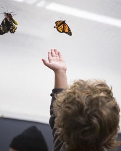 child with palm open trying to catch a monarch butterfly