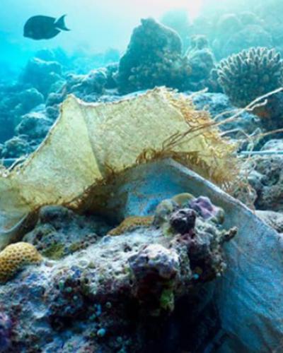 Coral Reef covered in plastic