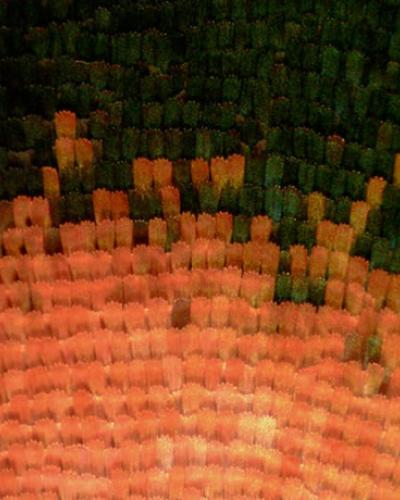 Zoomed in butterfly wing