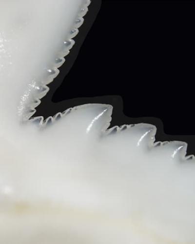 Zoomed in photo of shark teeth