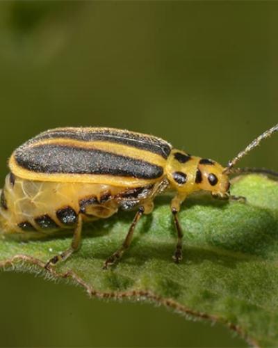 Insects