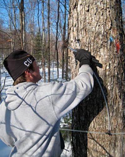 Student taps a tree