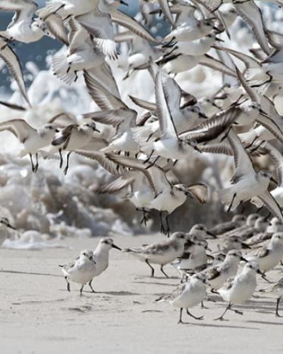 A flock of shorebirds take flight from a sandy beach with waves in the background