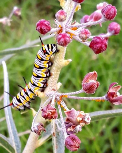 Milkweed and monarch image by Shaun McCoshum