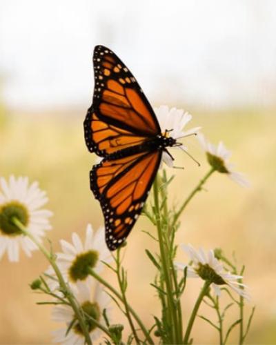 Monarch on flower