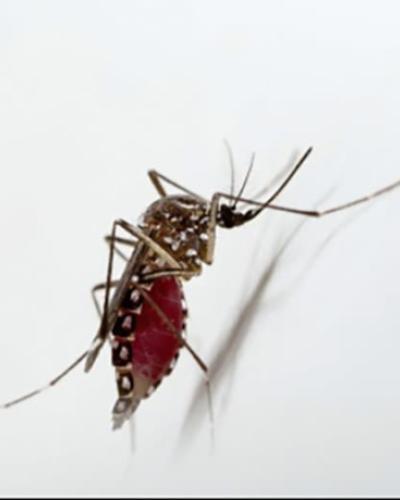 Mosquito
