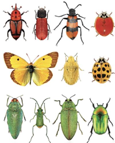 PRI insect exhibit graphic showing many differen types of insects