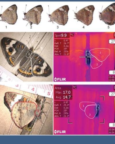 Butterfly wing pattern graphic showing scoring and staging for thermal imaging