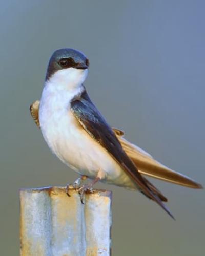 Tree swallow perched on a metal fence post