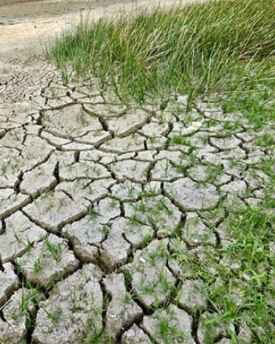 Cracks in mud