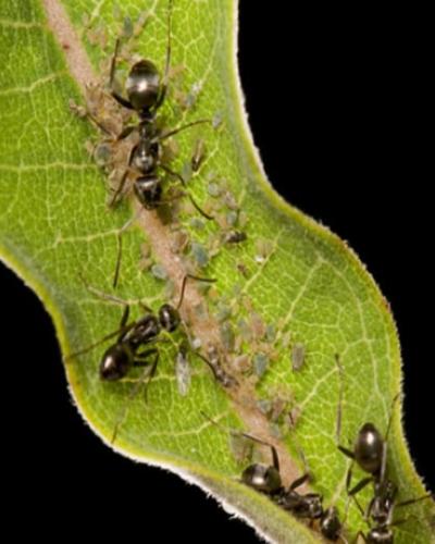 Ants on milkweed