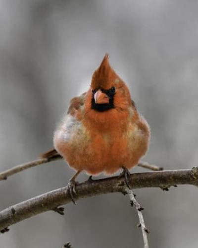northern cardinal on a tree branch