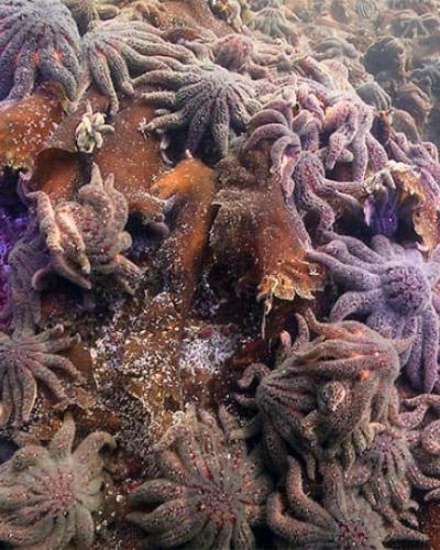 Cluster of seastars