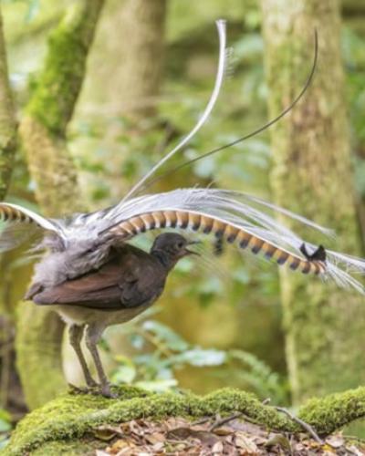 superb lyrebird