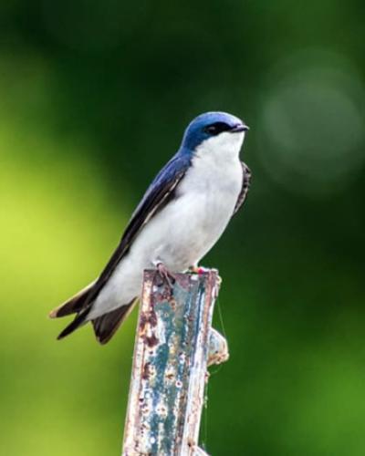 tree swallow perched on a stick